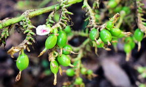 india cardamom crop